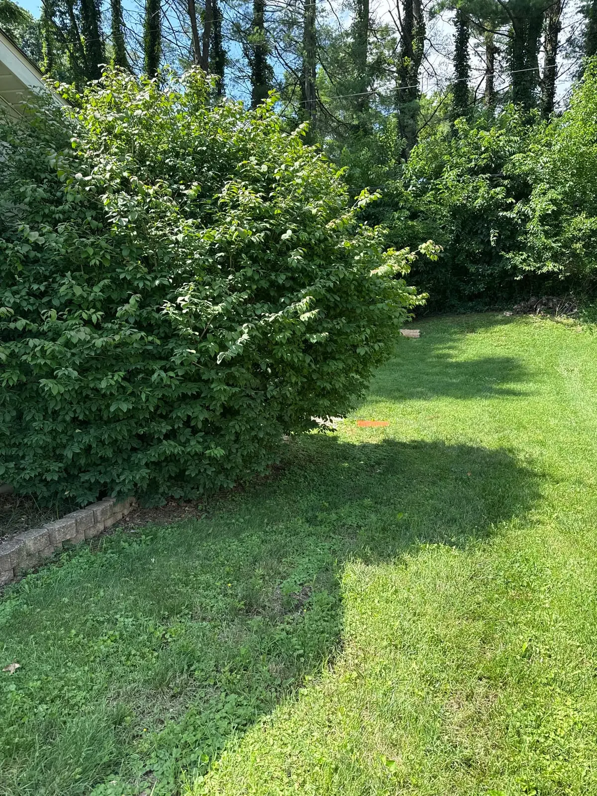 Before: overgrown bushes crowding the side yard along a retaining wall in Bloomington, IN