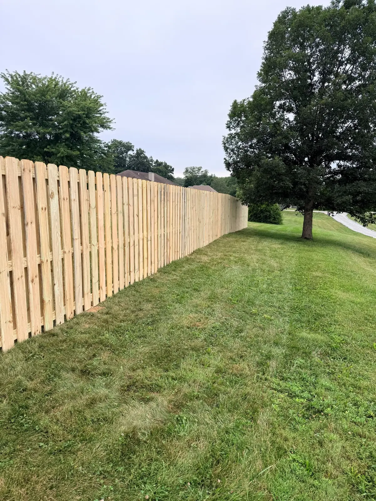 Shadowbox wood fence line along a large grassy yard with mature tree in Bloomington, IN