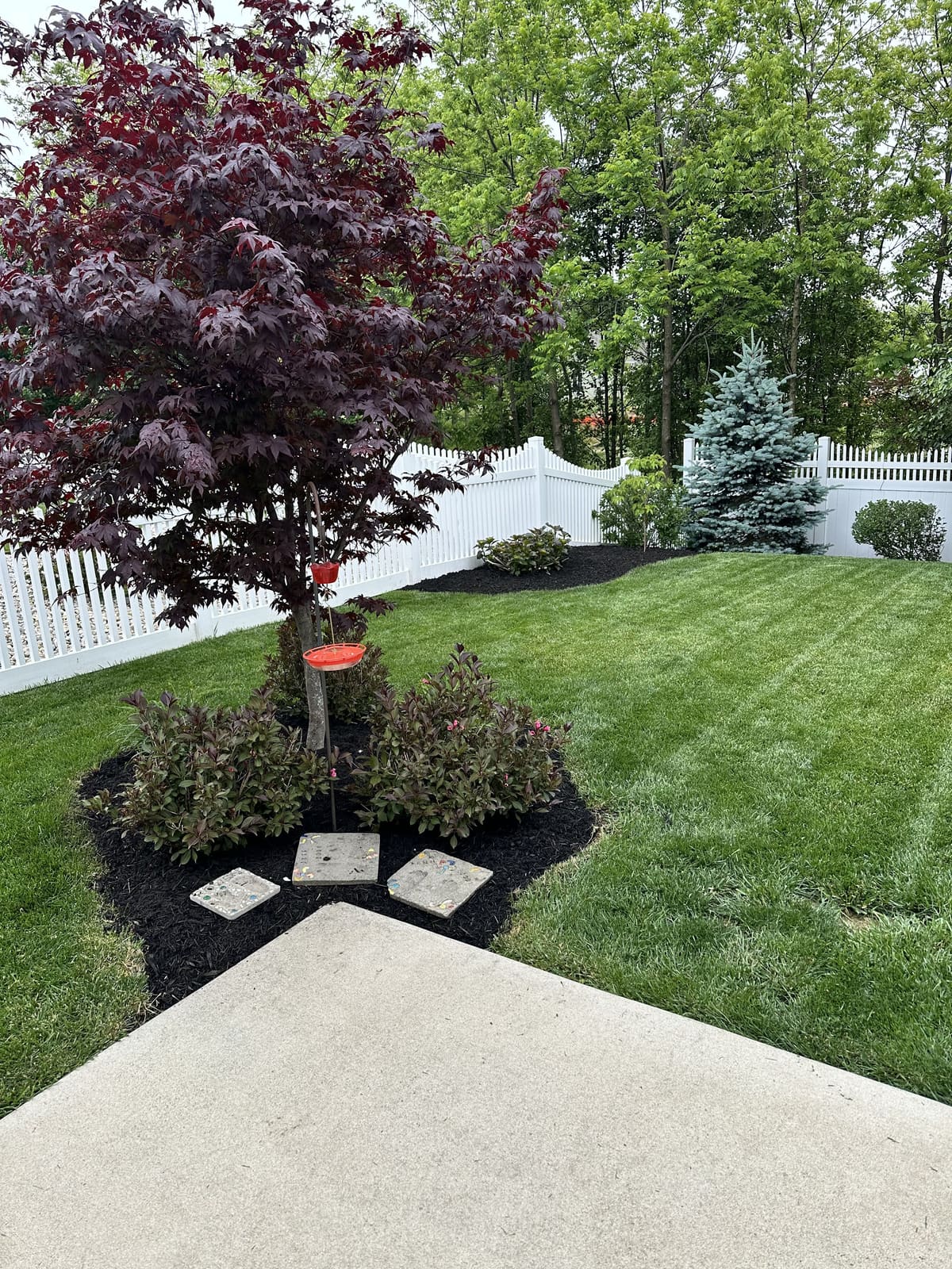 Backyard landscaping with black mulch beds and Japanese maple in Bloomington, IN