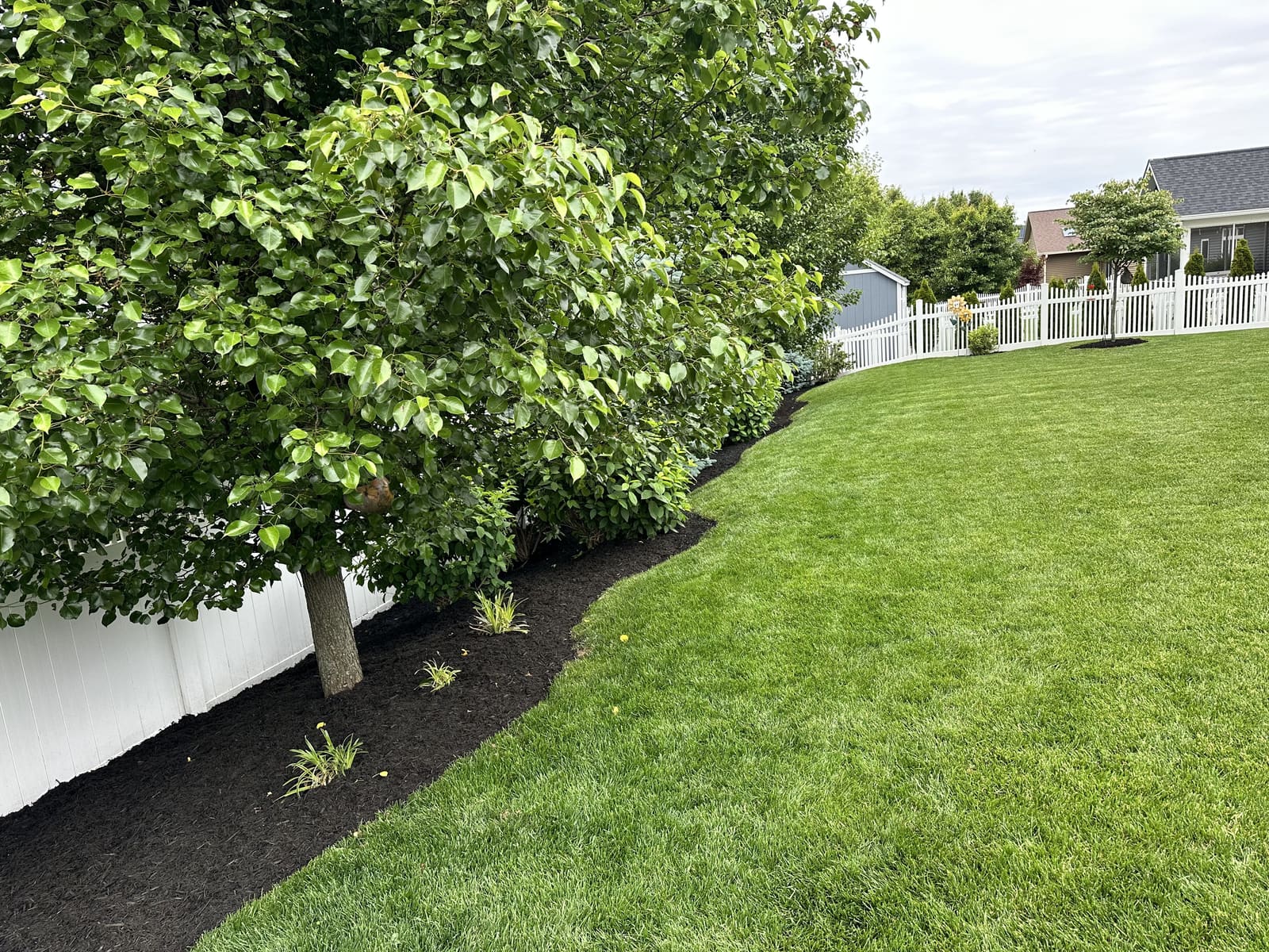 Black mulch border bed along a fence line in Bloomington, IN