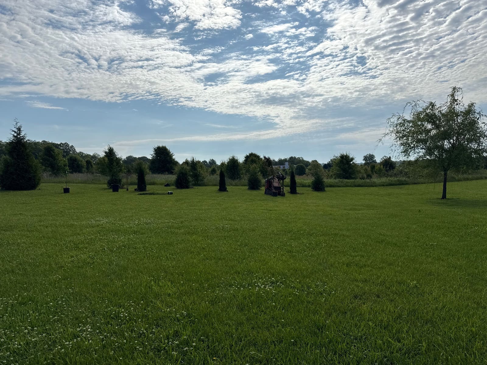 Evergreen tree planting across an open yard in Bloomington, IN