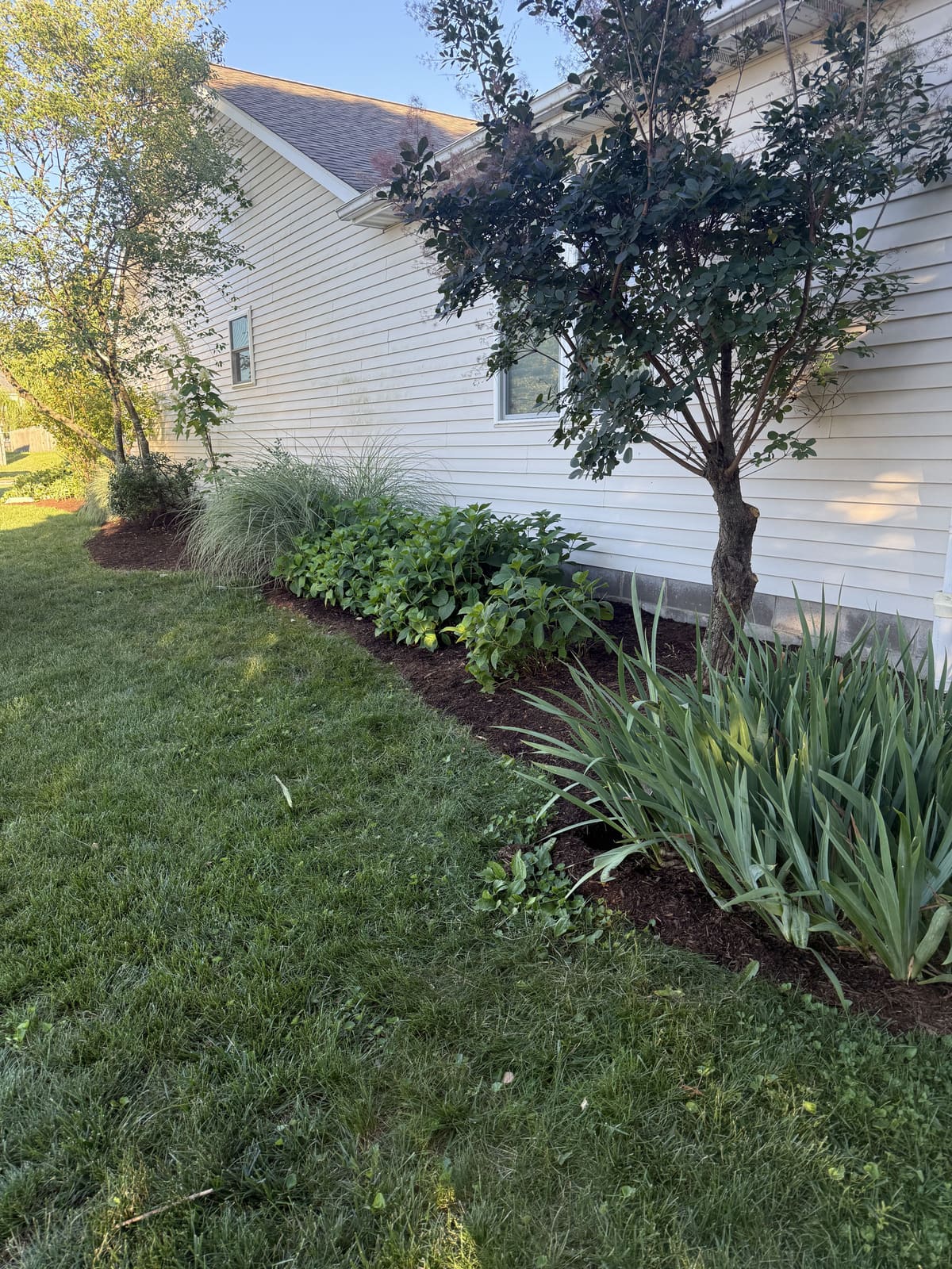 Landscape bed with hydrangeas and iris along a home in Bloomington, IN
