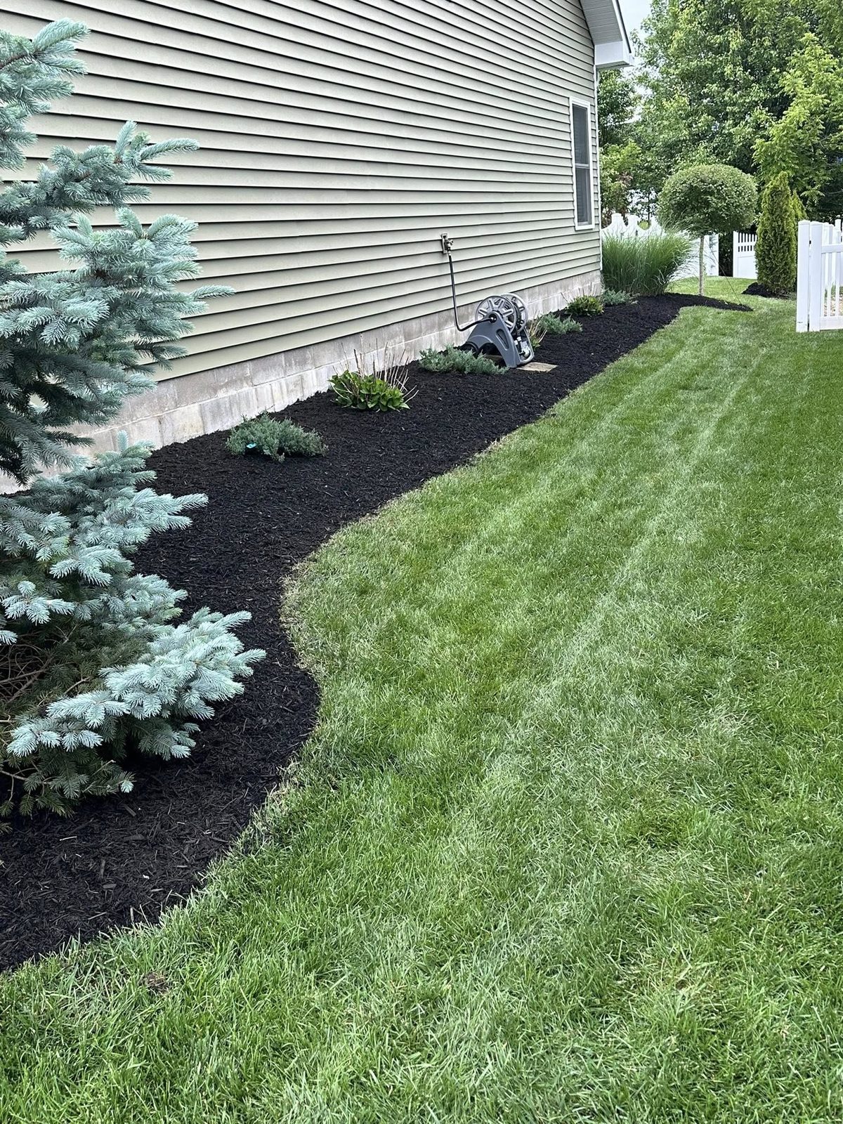 Mulch bed landscaping with blue spruce trees in Bloomington, IN