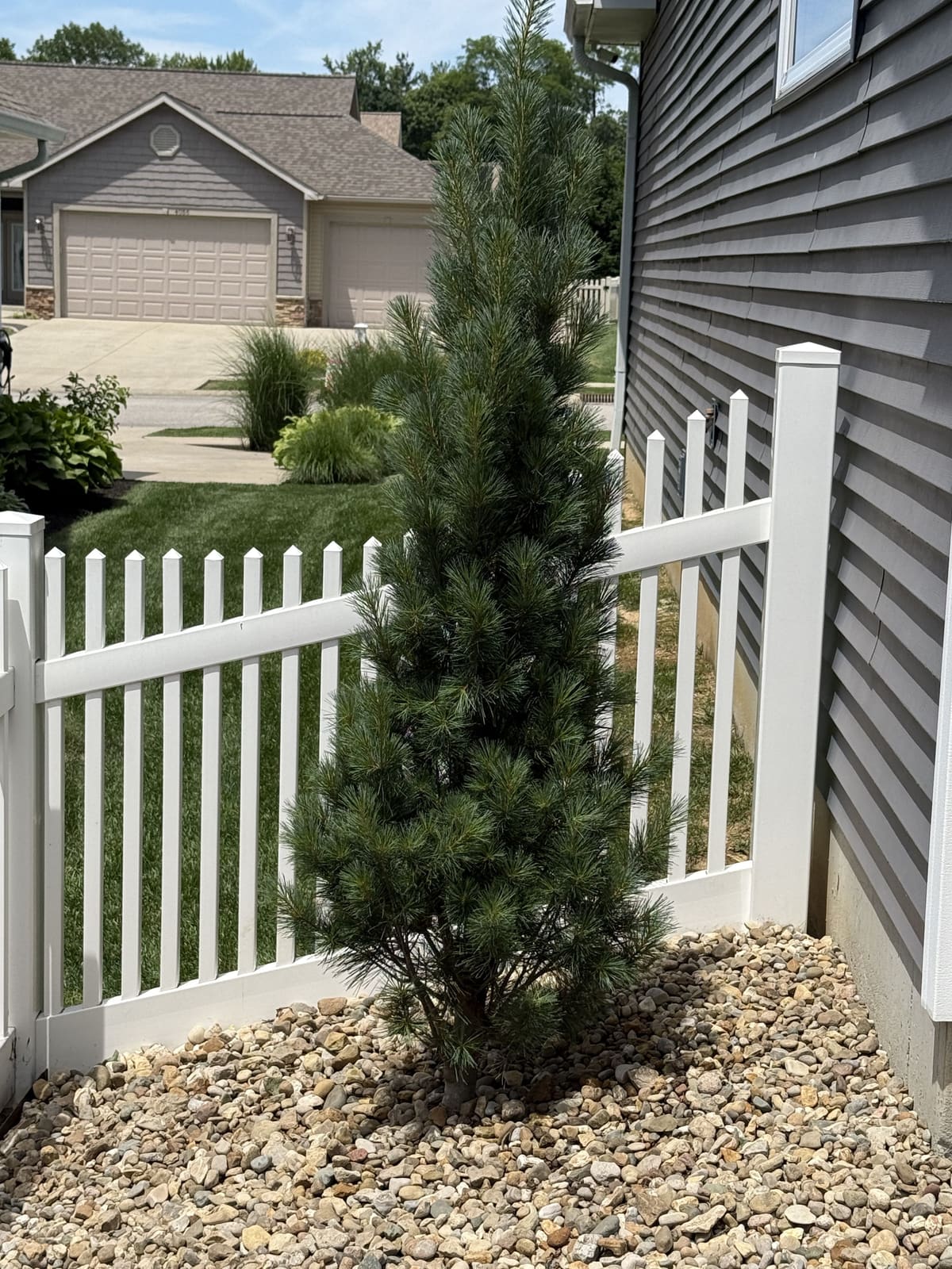 White vinyl picket fence corner with evergreen and river rock landscaping in Bloomington, IN