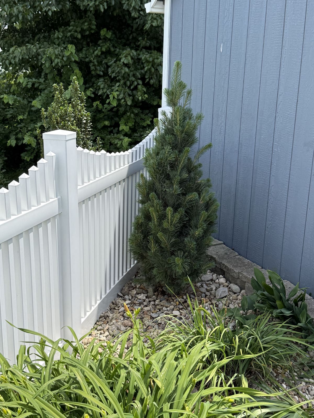 White vinyl scalloped picket fence corner with river rock bed and evergreen in Bloomington, IN